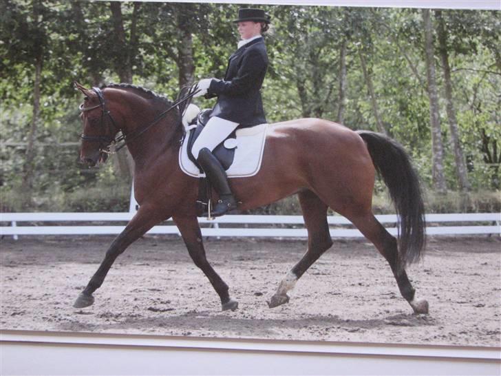 Hannoveraner Destiny. Lånt ud - Lille Lars i hendes første mb klasse:) billede 7