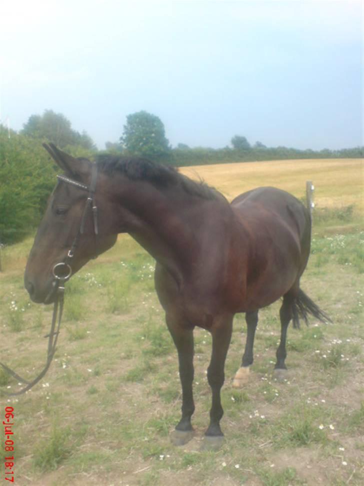 Standardbred Nathaly Prophet (S) - Hun er så smuk <33 billede 14