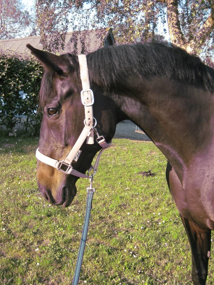 Standardbred Nathaly Prophet (S) - Smukke´dukken :) billede 15