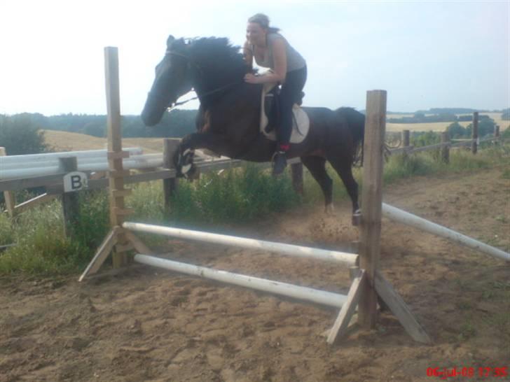 Standardbred Nathaly Prophet (S) - ´ Miiin Naddie (: <3 billede 18