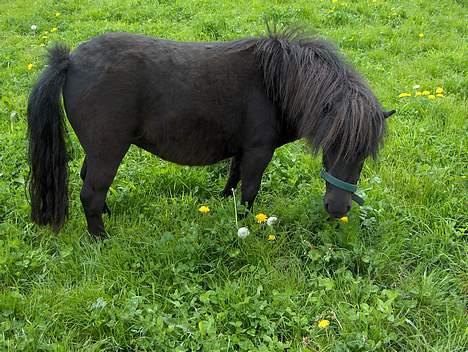 Shetlænder Mosbækmindes Regitze (Solgt) - Foråret 2007 billede 8