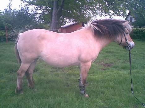 Fjordhest Licitta <3 solgt. - TYKKE HEST MAN xD billede 15