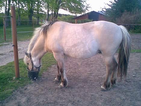 Fjordhest Licitta <3 solgt. - Og som en rigtig fjordhest, er hul helt tosset med mad (; billede 16