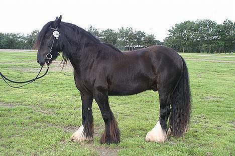 Irish Cob Street Boy Oscar (Ozzy) - Gider ikke så her og være fotogen. Til store hestedag 2006 billede 1