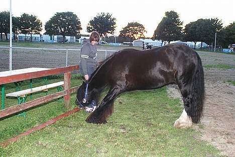 Irish Cob Street Boy Oscar (Ozzy) - Mmmm græs.... Ozzy og hens tidligere ejer Gitte. Til store hestedag 2006 billede 2