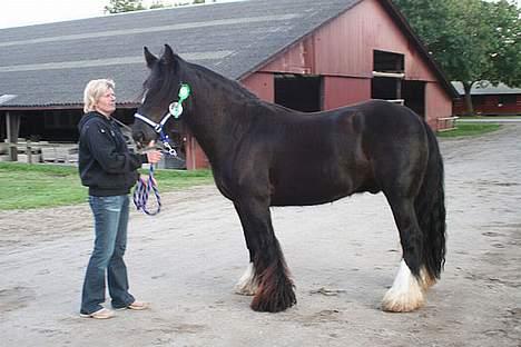 Irish Cob Street Boy Oscar (Ozzy) - Til store hestedag 2006 billede 3