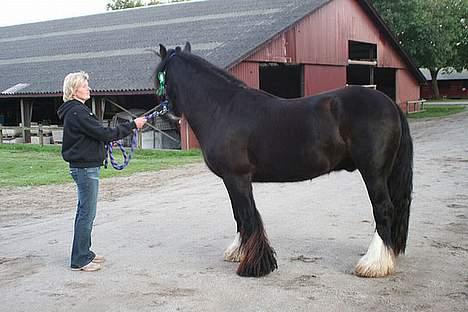 Irish Cob Street Boy Oscar (Ozzy) - Til store hestedag 2006 billede 4