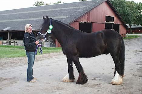 Irish Cob Street Boy Oscar (Ozzy) - Til store hestedag 2006 billede 5