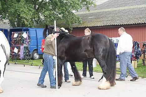 Irish Cob Street Boy Oscar (Ozzy) - stang måling til store hestedag 2006 billede 6