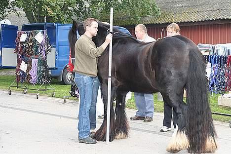 Irish Cob Street Boy Oscar (Ozzy) - Til store hestedag 2006 billede 8