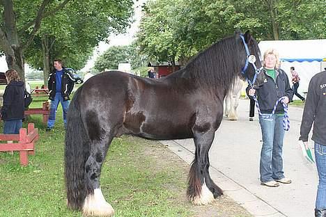 Irish Cob Street Boy Oscar (Ozzy) - Til store hestedag 2006 billede 9