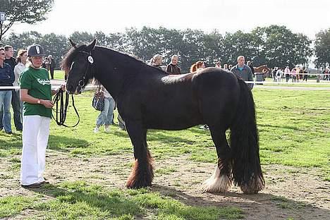 Irish Cob Street Boy Oscar (Ozzy) - Til store hestedag 2006 billede 10