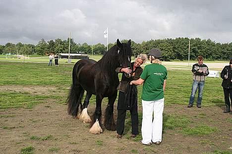 Irish Cob Street Boy Oscar (Ozzy) - Til store hestedag 2006 billede 11