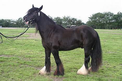 Irish Cob Street Boy Oscar (Ozzy) - Argh gider ikke mere nu. Til store hestedag 2006 billede 12