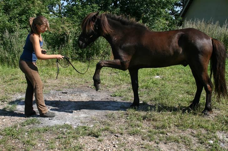 Islænder Náttfari fra Ravnstrup - Náttfari og jeg træner træner spanskeskridt. (; billede 20