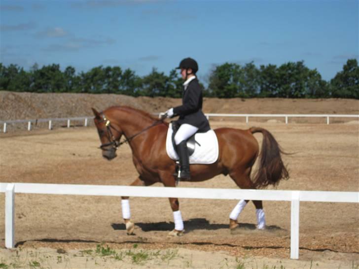 Arabisk fuldblod (OX) Shah Siimzek - Shah og jeg i lc2 billede 5