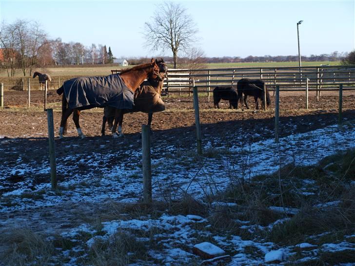 Anden særlig race ¤ Dyrkærgårds Atlantis ¤  billede 7