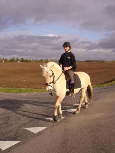 Fjordhest Mia Romeo - er endelig ude at ride i det fri billede 2