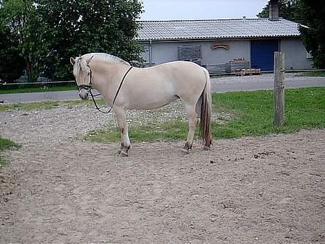 Fjordhest Mia Romeo - Moar skal vi ikke snart ind billede 4