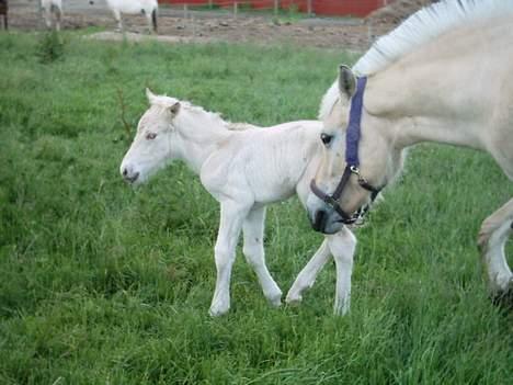 Fjordhest Mia Romeo - Mia og hendes første føl og indtil vidre det eneste, Daim hedder han billede 5