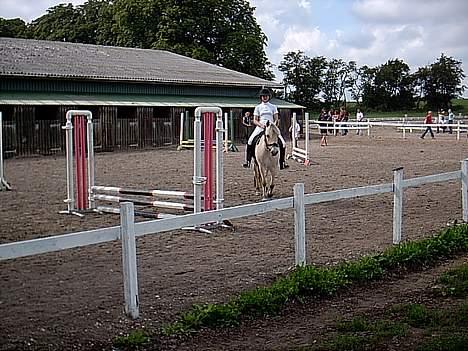 Fjordhest Mia Romeo - Springstævne i ringsted. Samme dag som dressurstævnet billede 10