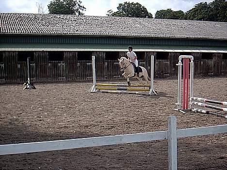 Fjordhest Mia Romeo - Igen springstævne i Ringsted billede 11