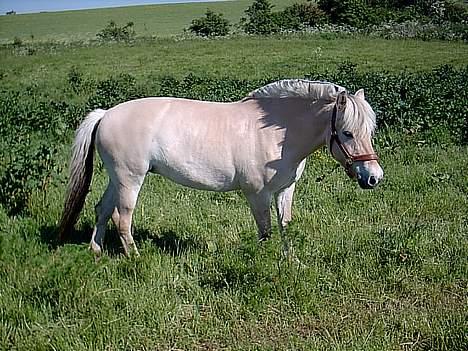 Fjordhest Mia Romeo - på sommerfolden billede 12