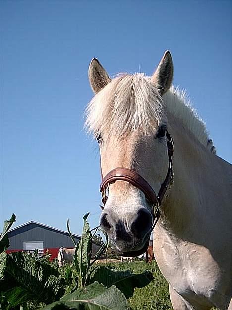 Fjordhest Mia Romeo - Hvad laver du????? billede 14