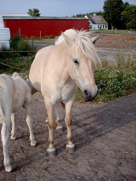 Fjordhest Mia Romeo - Daim dier hos mia billede 15