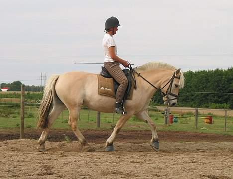 Fjordhest Mia Romeo - får undervisnng men det er samme dag som det forrige billede billede 17