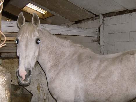 Anden særlig race siox - min siox i boksen billede 6