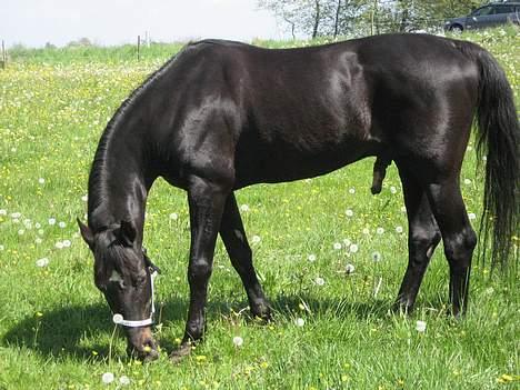 Traver Junior Røg (død) - endelig på sommer fold er det til og se jeg nærmer mig de 25??? billede 13
