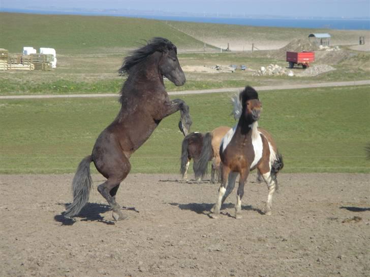 Islænder Fengur fra Søborg - Min dejlige, stejlende Fengur. Her er han hingstebasse. d; billede 2