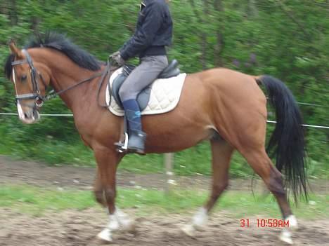 Anden særlig race Freeman <3 gammel part :/ - Første gang jeg red ham, den 13 maj 2007 :D  billede 2