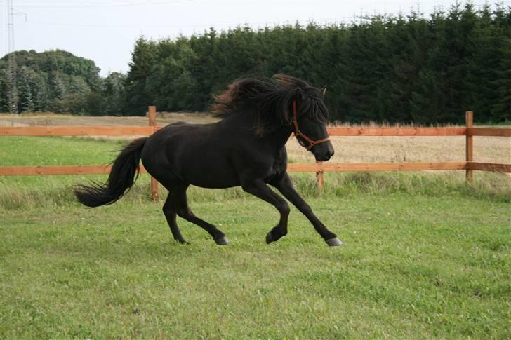 Islænder Fengur fra Søborg - Fengur i smuk galop. Jeg slap ham fri på en ridebane sammen med Louise, som også slap sin Prinsessa fri. billede 6
