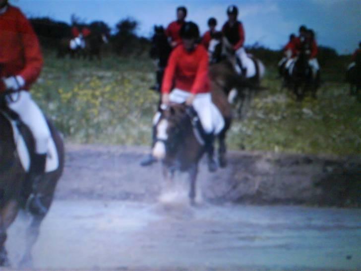 Arabisk fuldblod (OX) Stuntwan Miss you /Solgt/ - til jagt billede 13