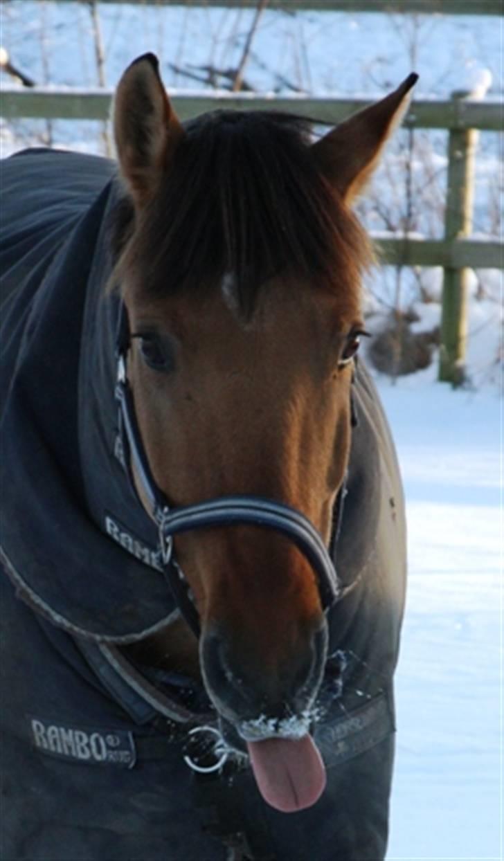 Anden særlig race Grønagergårds Ricki - 1) Heej <3 Og velkommen :D billede 1