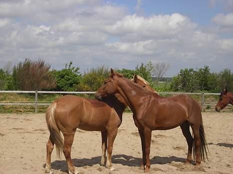 Hollandsk Sportspony Shakespears Hamlet Solgt - mini dejlige heste ´ <´333 (: billede 12
