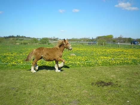 Jyde Virkelyst Lucas "Solgt" - Såååårn en fiin trav :D<3 billede 3