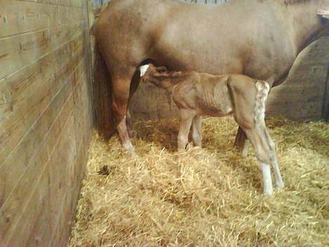 Dansk Varmblod Don Diamante billede 1