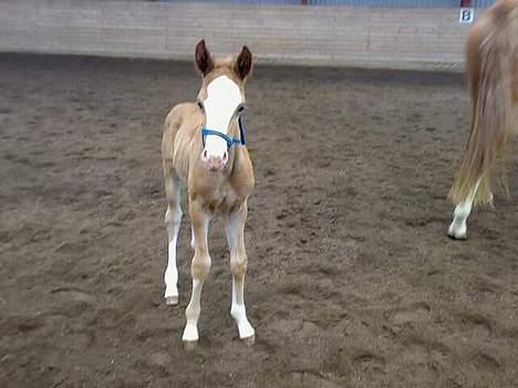 Dansk Varmblod Don Diamante billede 2