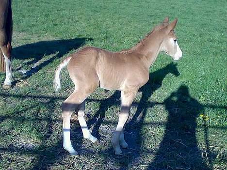 Dansk Varmblod Don Diamante billede 3