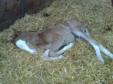 Dansk Varmblod Don Diamante billede 4