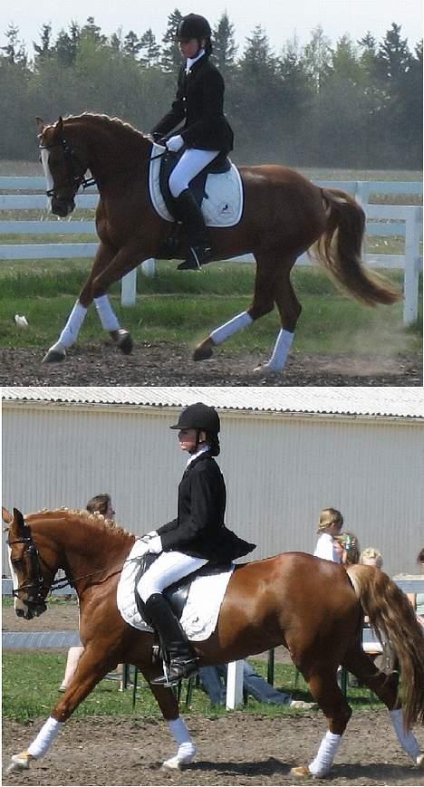 Welsh Cob (sec D) Santana    Solgt&Savnet!  - Super galop<3 billede 5
