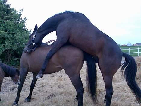 Anden særlig race Little Man Tate - Hmm, Tate din bandit.... (Det er første og sidste gang det sker!!!) billede 16