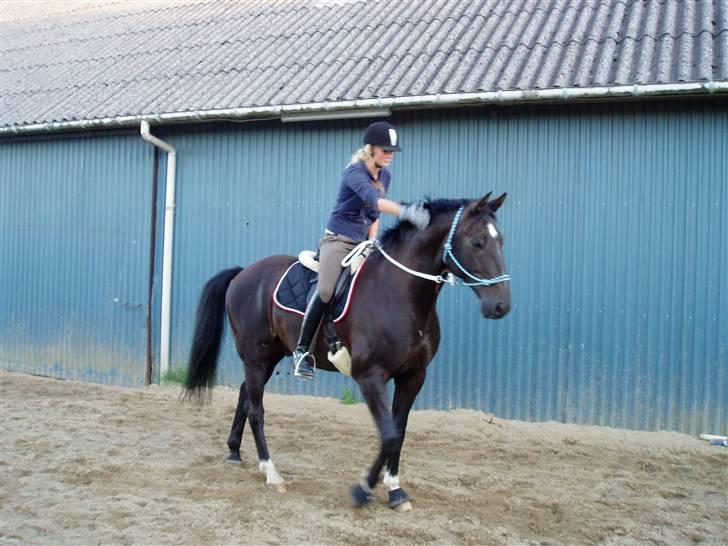 Dansk Varmblod Castello (†08) - .. Flotte :-* billede 15