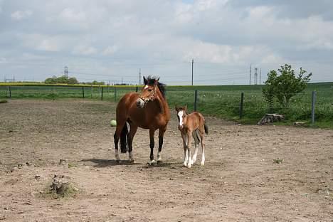 New Forest Donna NF 1758 - Donna og Domino. :D Første gang Domino er på fold.  =)   billede 10