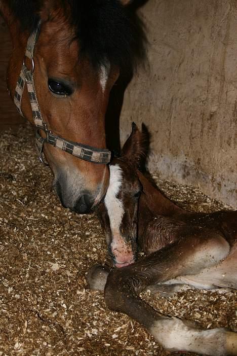 New Forest Donna NF 1758 billede 11