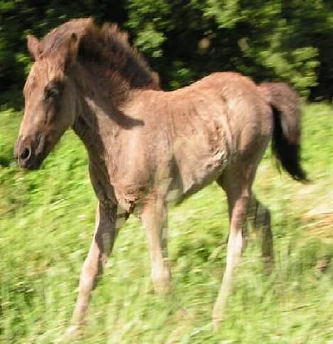Islænder Frigg fra skovhuset - Frigg 2-3 måneder gammel (Billeder taget af mig må ikke kopieres) billede 6