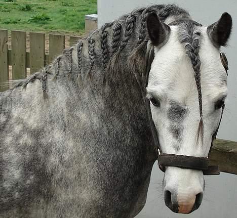 Welsh Mountain (sec A) Meadows Gucci (hingst) - Klargøring til hans første stævne... billede 10